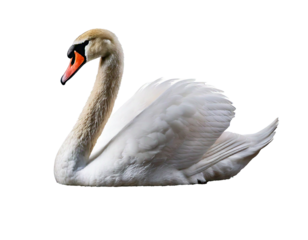 Swan, bird, elegant, graceful, isolated, peaceful, white, serene, delicate, majestic — a gentle swan with soft feathers and curved neck, symbolizing purity and beauty, perfectly cut out on white.

