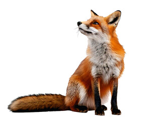 Fox, sitting and gazing upward, appears separated on a pure white background&mdash;natural, clean, and ideal for creative design, presentations, posters, educational use, or wildlife-themed visual content a
