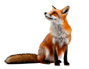 Fox, sitting and gazing upward, appears separated on a pure white background—natural, clean, and ideal for creative design, presentations, posters, educational use, or wildlife-themed visual content a