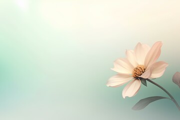 Obraz premium white flowers on a pink background