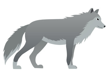 Wolf isolated on white background. 