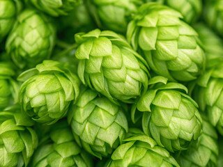 hop in the garden. food, green, vegetable, cabbage, fresh, brussels, white, isolated, sprouts, plant, healthy, vegetarian, sprout, hop, brussels sprouts, closeup, vegetables, ingredient, raw, organic,