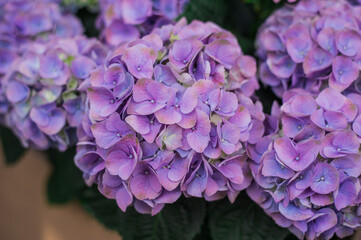 purple hydrangea flowers