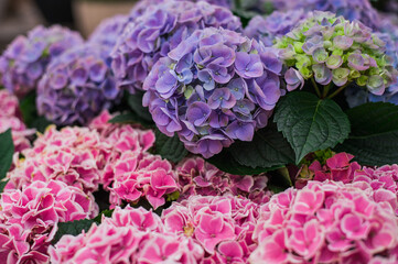 purple hydrangea flowers