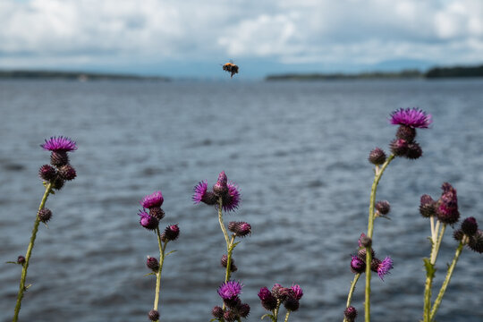 Flying bumblebee over blooming thistles by the Storsj&ouml;n lake near &Ouml;stersund, Sweden, captured in soft midday light with dramatic summer clouds