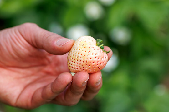 Pink Pineberries Strawberry in a man hand. Healthy food