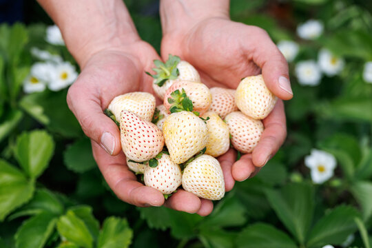 Pink Pineberries Strawberry in a man hand. Healthy food