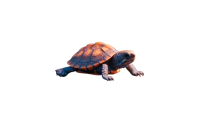 Turtle walking on Transparent Background