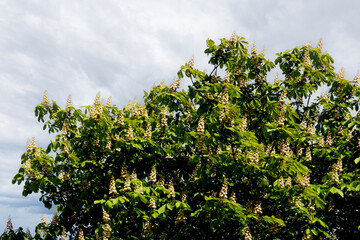 Blossoming chestnut tree against cloudy sky.