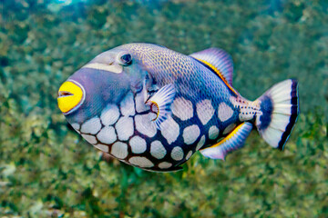 Large-spotted triggerfish (Latin Balistoides conspicillum) on a dark background of the seabed. Marine life, fish, subtropics.