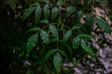 Close-up of green leaves with fresh raindrops, captured in soft natural light. A serene scene highlighting the beauty of nature after rain.