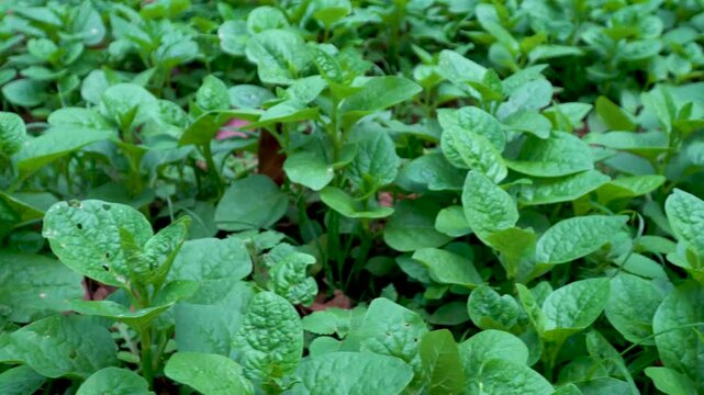 Fresh Basella rubra leaves in cool weather