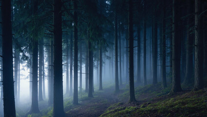 Mysterious foggy forest slope in the evening, forest with many trees and moss