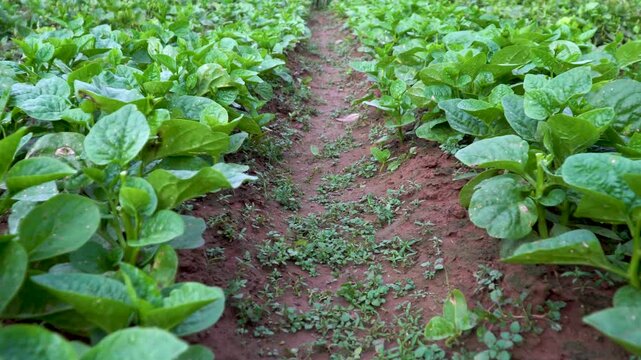 Basella rubra crops thriving on cloudy day