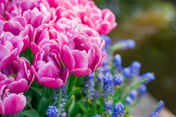 pink and purple flowers