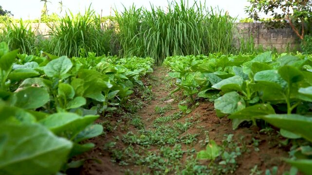 Lush green Basella rubra garden under soft light