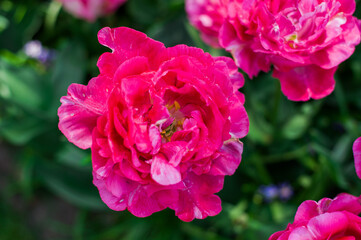 pink peony flower