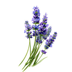 A watercolor illustration depicting several sprigs of lavender. The lavender flowers are a soft purple color and are set against a clean png background