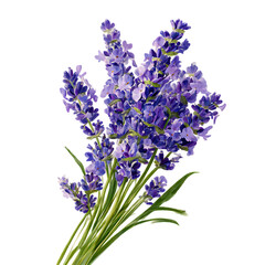 A watercolor illustration depicting several sprigs of lavender. The lavender flowers are a soft purple color and are set against a clean png background