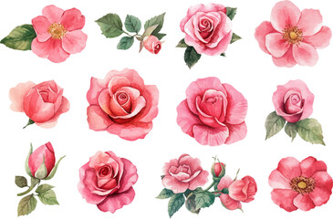 Fototapeta premium set of pink roses
