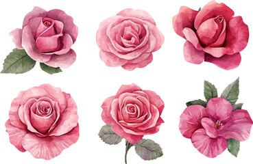 Fototapeta premium set of pink roses