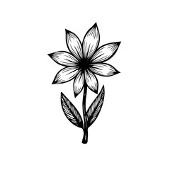 Elegant floral illustration showcasing delicate linework and botanical precision