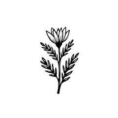 Elegant botanical illustration of a blooming flower with detailed leaves on a stem