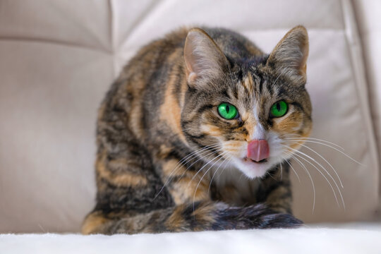 Close-up of a tabby cat with vivid green eyes licking its nose, realistic photo style, resting on a beige couch, concept of pet behavior