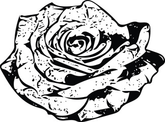 rose flower vector icon love valentine romance passion lust rosaceae line drawing