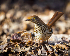 Brown Thrasher In Leaf Litter