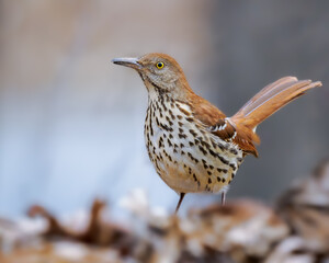 Brown Thrasher Close-up In Leaf Litter