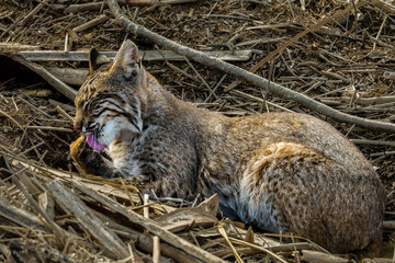 Bobcat Preening
