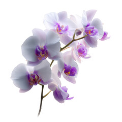 Elegant White Orchid with Subtle Purple Accents on Transparent Background