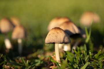 wild mushrooms on the street street mushrooms plants nature forest mushrooms morning in the forest