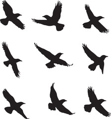 Fototapeta premium Black Crow Silhouettes in Flight: Vector Illustration of Birds Flying, Wildlife Art, Nature Design, Ornithology Graphic, Raven Clip Art