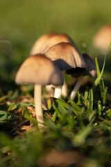 wild mushrooms on the street street mushrooms plants nature forest mushrooms morning in the forest