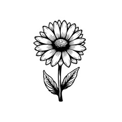 Delicate monochrome illustration of a blooming daisy with detailed petals