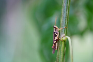 Grasshoppers found in natural forests.