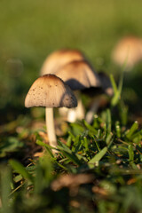 wild mushrooms on the street street mushrooms plants nature forest mushrooms morning in the forest