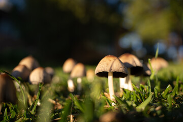 wild mushrooms on the street street mushrooms plants nature forest mushrooms morning in the forest