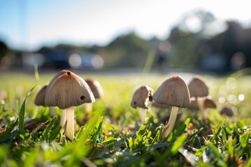 wild mushrooms on the street street mushrooms plants nature forest mushrooms morning in the forest