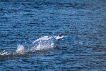 Swan flying over the water 