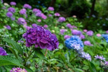 紫と青の紫陽花が咲き誇る初夏の斜面