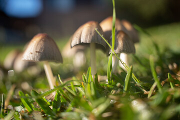 wild mushrooms on the street street mushrooms plants nature forest mushrooms morning in the forest