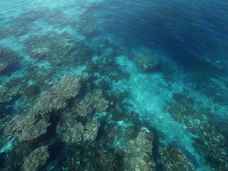 Fototapeta premium Birda??s-eye view of A coral reef showing significant bleaching underwater.