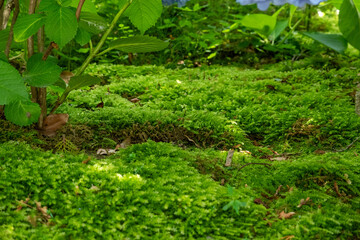 苔が美しく広がる静寂の庭
