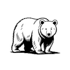 Hand-drawn bear illustration, monochrome, for branding