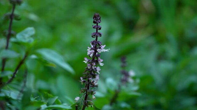 Close-up of Ocimum basilicum flower