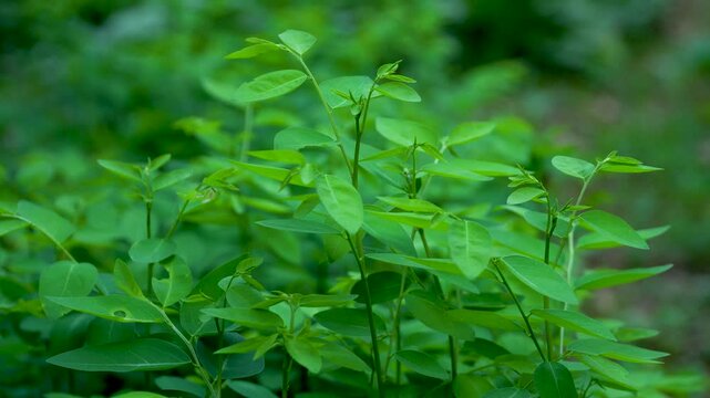 Close-up of fresh green katuk leaves
