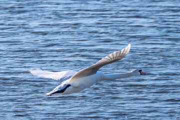 Swan flying over the water 